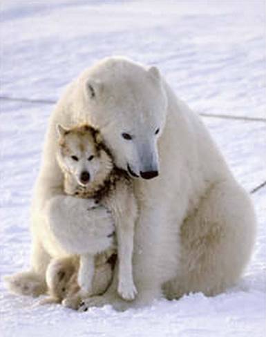 beruang kutub sedang memeluk serigala kutub